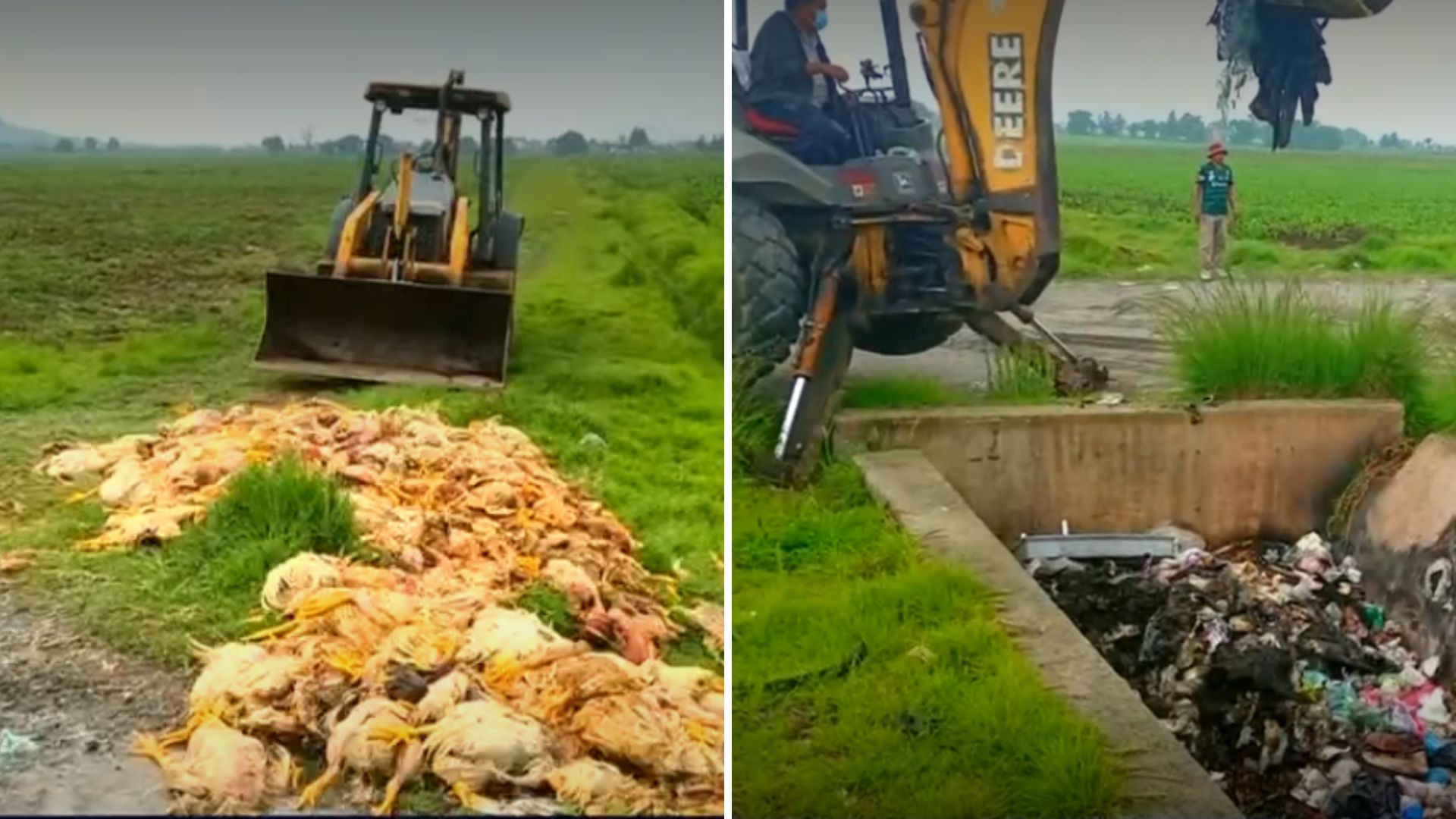Canal de Cutzamala es contaminado con pollo putrefactopor transportistas.