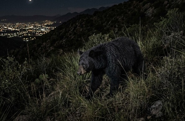 Se observa un oso color negro caminando entre las hierbas de un cerro; es de noche.