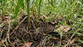 policías y peritos en un campo donde un jornalero murió por una mordedura de serpiente