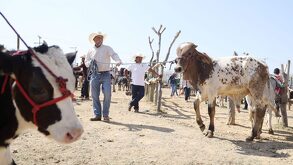 ganaderos arrean ganado en un corral