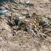 Suelo de tierra con bolsas enterradas donde ocurrió la explosión de una mina terrestre en Michoacán dentro de una parcela