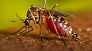 Prevencion del dengue en Torreón