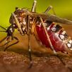 Prevencion del dengue en Torreón