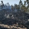Área quemada en el Bosque la Primavera
