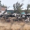 Autoridades sanitarias confirmaron la detección del primer caso de gusano barrenador del ganado en Aguascalientes.