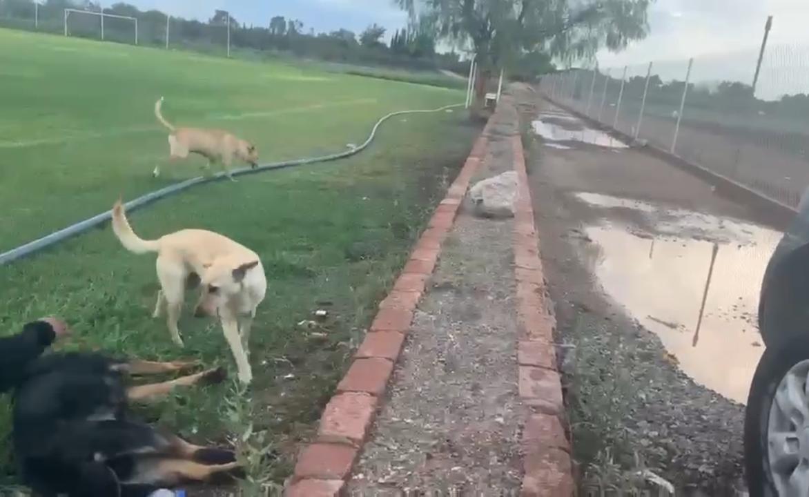 Colectivos y organizaciones en contra del maltrato animal pidieron justicia por la muerte con arma fuego de dos perritos