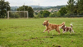 Colectivos y organizaciones en contra del maltrato animal pidieron justicia por la muerte con arma fuego de dos perritos