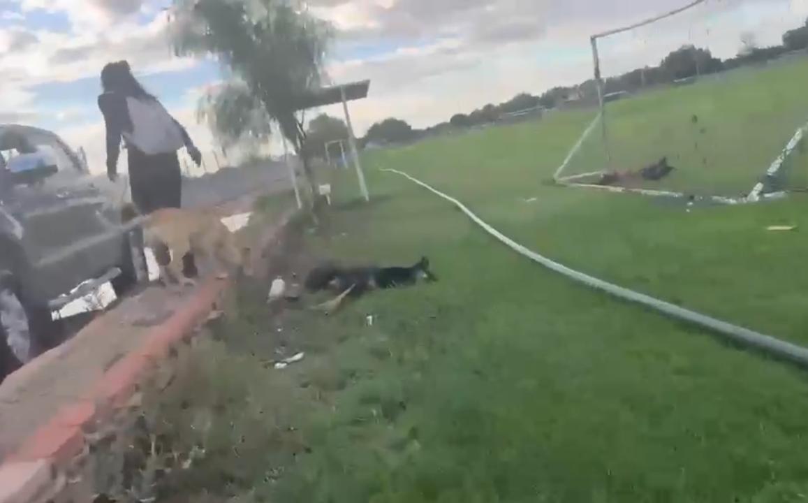 Colectivos y organizaciones en contra del maltrato animal pidieron justicia por la muerte con arma fuego de dos perritos