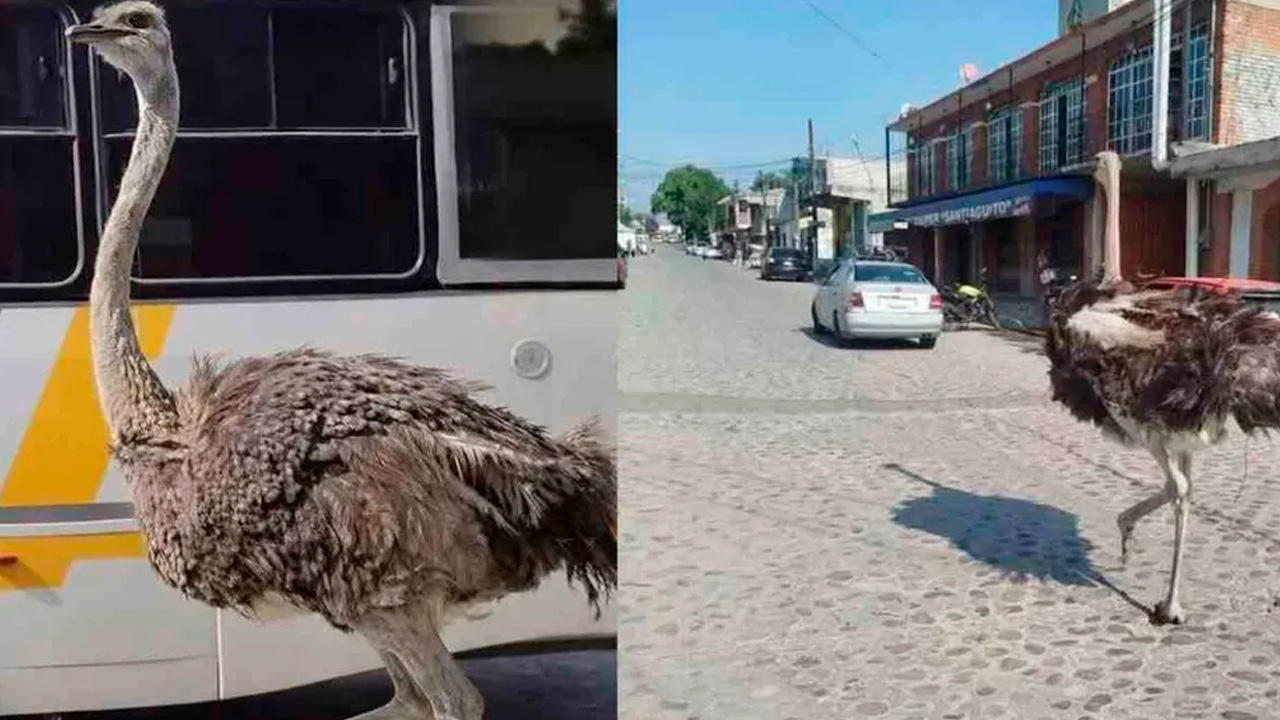 Un avestruz escapó de un rancho en Santiago Cuautlalpan y recorrió calles del centro histórico de Tepotzotlán entre vehículos y turistas.