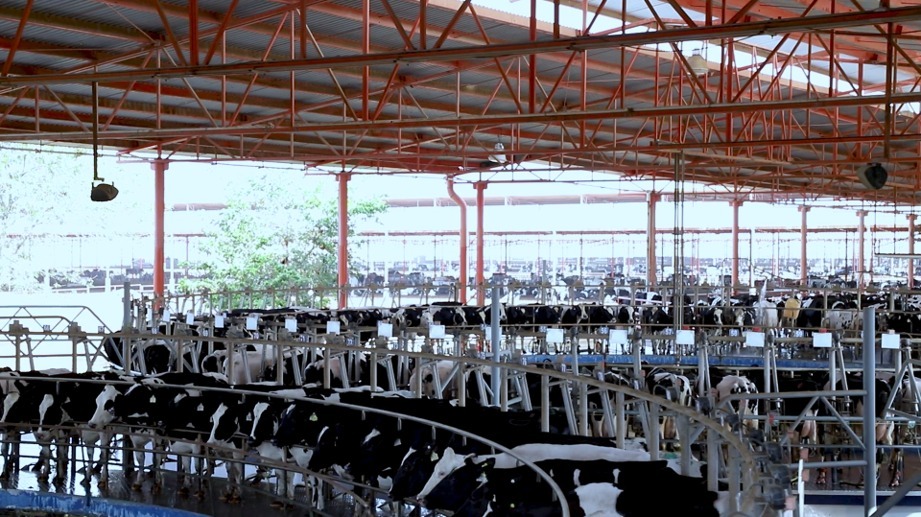 Vacas