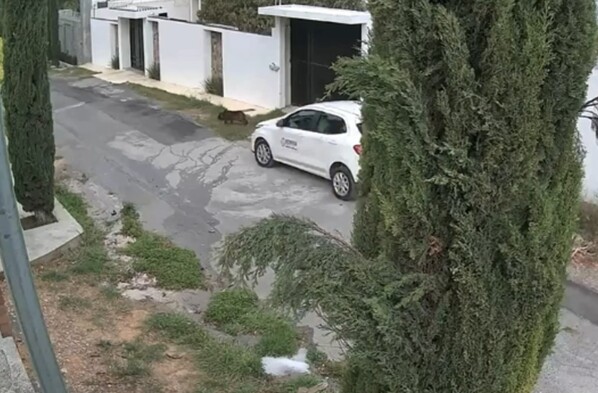 Se observa un carro color blanco y un perrito color negro que va caminando sobre la calle.