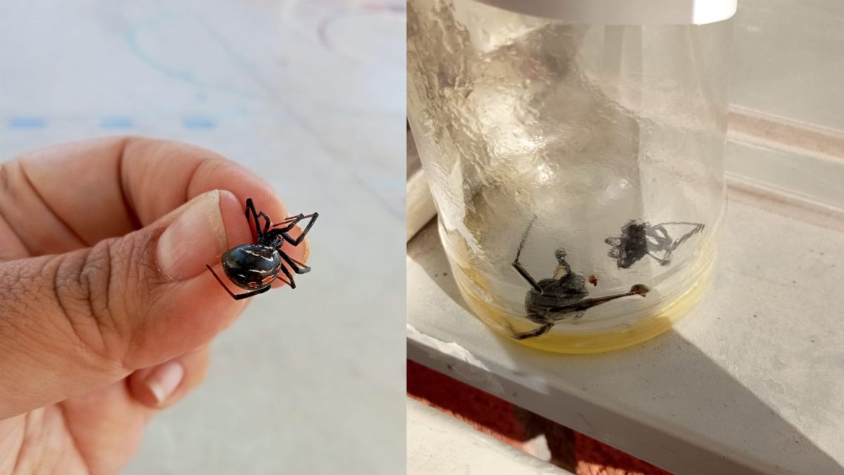 Viudas negras en kinder de Torreón.