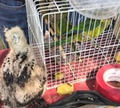 Venta de búhos, serpientes y zorros: El mercado ilegal que ni el mayor decomiso de animales pudo apagar