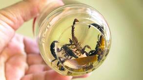 Pequeños alacranes encerados en un frasco transparente