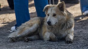 un perro acostado en el piso