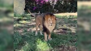 León dentro de un área de cautiverio con pasto y flores en el Zoológico de Guadalajara