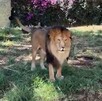 León dentro de un área de cautiverio con pasto y flores en el Zoológico de Guadalajara