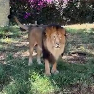 León dentro de un área de cautiverio con pasto y flores en el Zoológico de Guadalajara