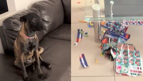 Perrito se vuelve viral en redes sociales por destruir el álbum del Mundial 2026 de su dueño.