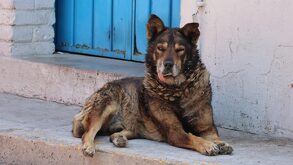 Perro enfermo echado frente a una puerta.