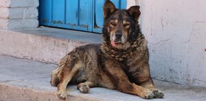Perro enfermo echado frente a una puerta.