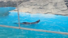 Loba marina fue reportada como fallecida en el Zoológico de León tras un examen médico de rutina.