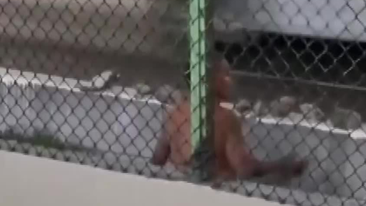 Un hombre fue captado lanzando piedras sobre Calzada de Tlalpan, cerca del Metro Villa de Cortés.
