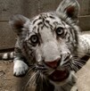Mafias usan grupos de Telegram y WhatsApp para vender leones y monos en Guadalajara. Conoce cómo opera el tráfico ilegal de fauna silvestre.