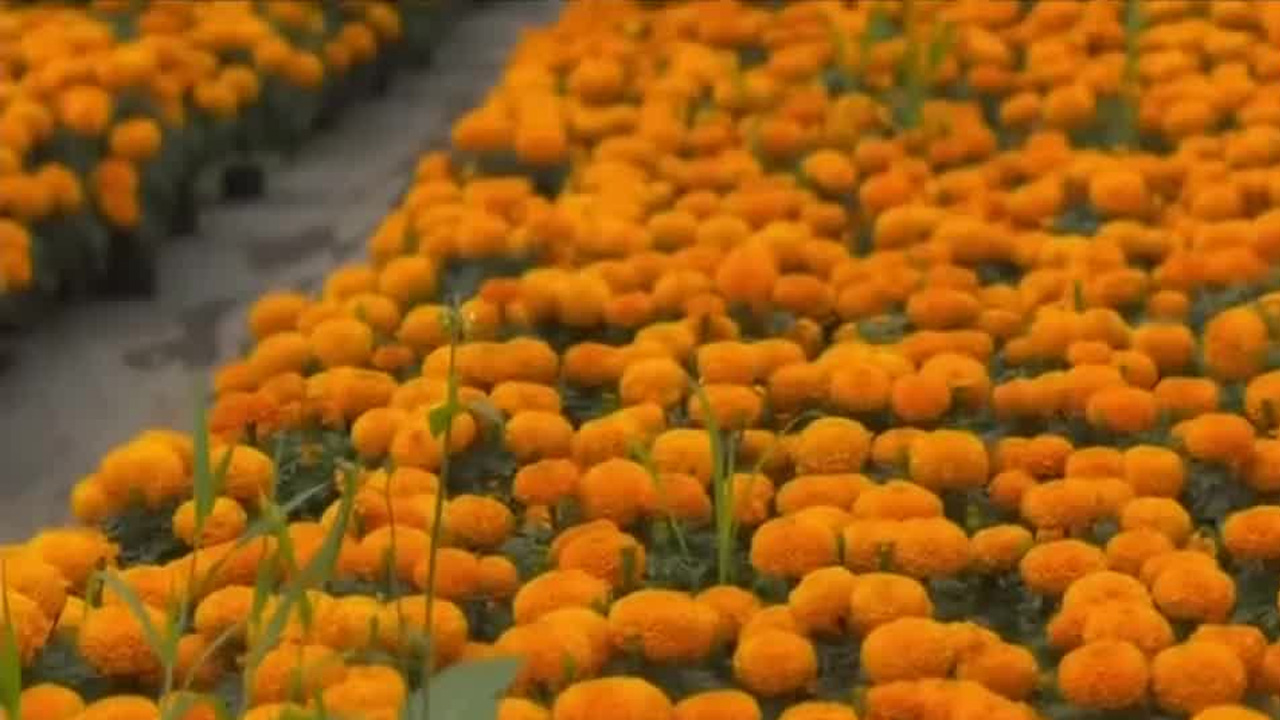 Por primera vez, flores de cempasúchil adornan Paseo de la Reforma cinco meses antes de su temporada habitual.