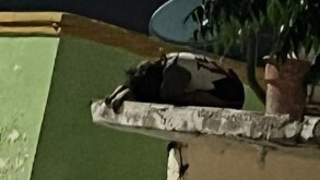 Menor en la segunda planta en una vivienda