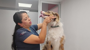 Especialista en veterinaria explora físicamente a perro por contagio de gusano barrenador