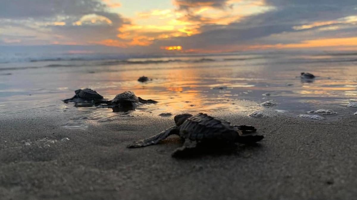 Miles de crías de tortugas marinas avanzan hacia el Océano Pacífico en las playas de Michoacán