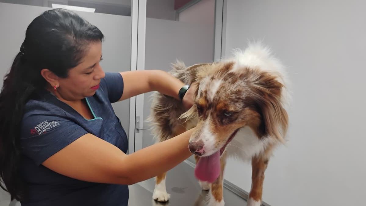 Perro sobre camilla en revisión con veterinaria de la UPAEP