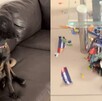 Perrito se vuelve viral en redes sociales por destruir el álbum del Mundial 2026 de su dueño.