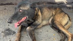 Policías de Tonalá detuvieron a un hombre que arrastraba a un perro pastor belga con una cadena desde su bicicleta. El can ya recibe atención médica.