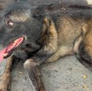 Policías de Tonalá detuvieron a un hombre que arrastraba a un perro pastor belga con una cadena desde su bicicleta. El can ya recibe atención médica.
