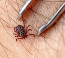 Acude al médico más cercano para que revise tu situación y muestra la garrapata para que identifique las bacterias que ésta pueda portar.