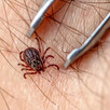 Acude al médico más cercano para que revise tu situación y muestra la garrapata para que identifique las bacterias que ésta pueda portar.