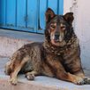 Perro enfermo echado frente a una puerta.