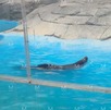 Loba marina fue reportada como fallecida en el Zoológico de León tras un examen médico de rutina.