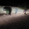 Vivienda donde una mujer fue asesinada a tiros a manos de su sobrino en Villa Hidalgo, Durango.