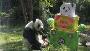 La panda Xin Xin en su cumpleaños número 33 con un regalo