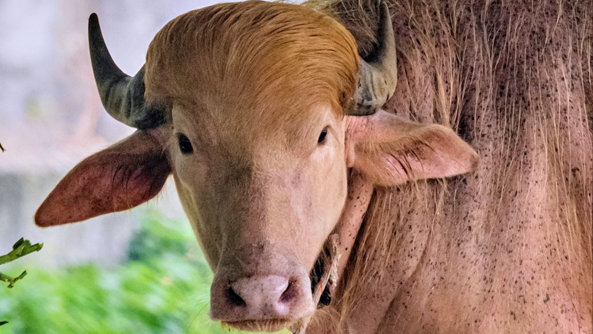 Búfalo albino 