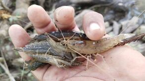 En San Luis Potosí, la comunidad ha denunciado el presunto de uso de químicos en el Río Moctezuma para la captura de camarones, poniendo en riesgo la salud.