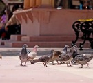 Detectan plomo, arsénico y cadmio en aves, anfibios y hongos de La Laguna; científicos advierten riesgos para humanos