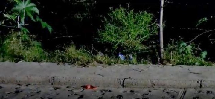 Plantas de marihuana sembradas entre plantas de maleza en un parque de fraccionamiento en Tlajomulco vistas durante la noche