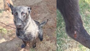 Denuncian ataque de ratas a perros policía de Silao, heridas no tendidas y descuidos en su salud de los canes. Esto respondieron las autoridades.