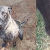 Denuncian ataque de ratas a perros policía de Silao, heridas no tendidas y descuidos en su salud de los canes. Esto respondieron las autoridades.