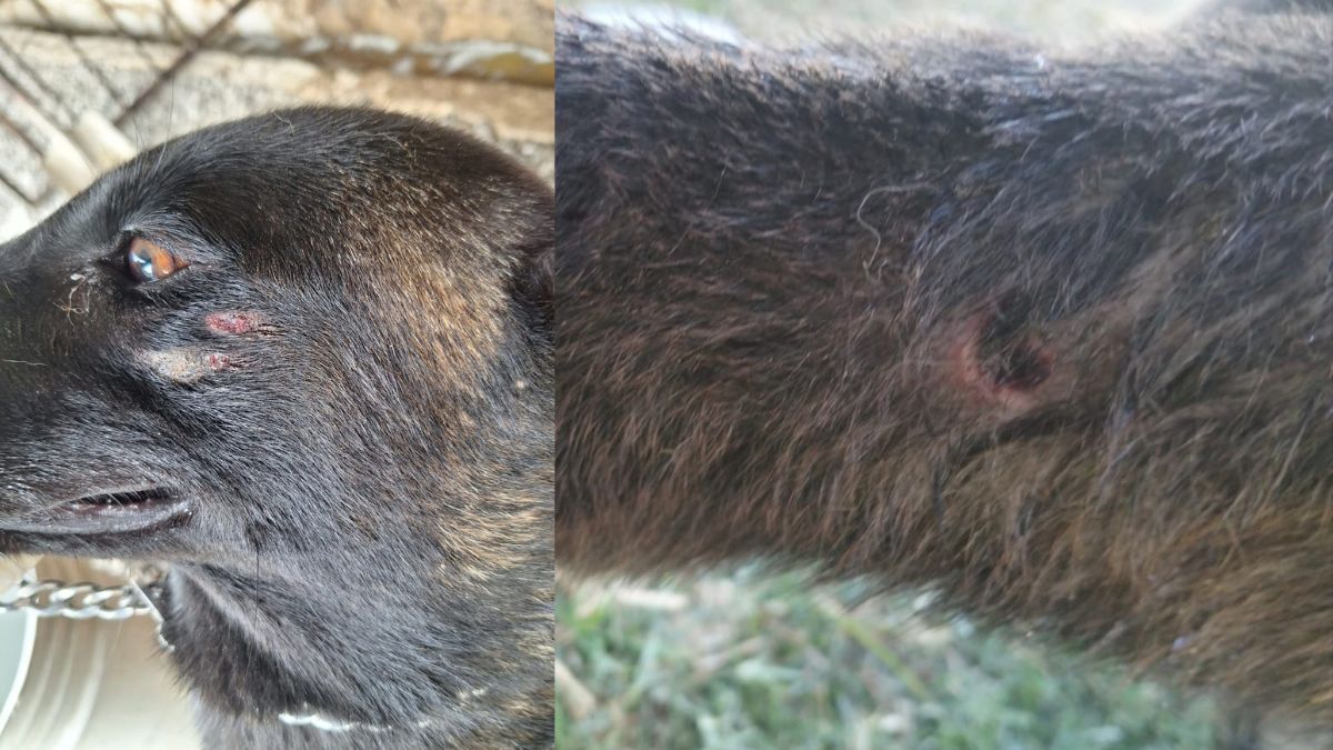 Denuncian ataque de ratas a perros policía de Silao, heridas no tendidas y descuidos en su salud de los canes. Esto respondieron las autoridades.