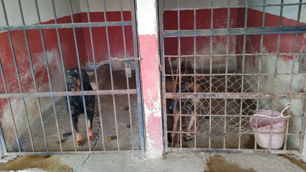 Denuncian ataque de ratas a perros policía de Silao, heridas no tendidas y descuidos en su salud de los canes. Esto respondieron las autoridades.